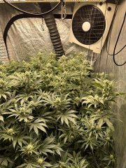 Gelato scrog 3 plant week 5