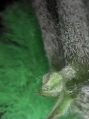 3C6903EA-9097-44C3-945E-5E1AB670674F.jpeg