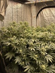 Gelato scrog 3 plant week 5