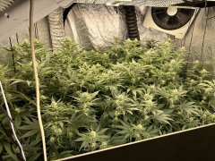 Gelato scrog 3 plant week 5