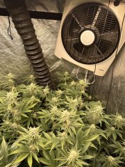 Gelato scrog 3 plant week 5