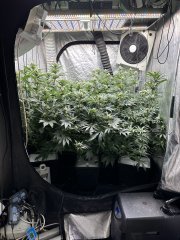 Gelato scrog 3 plant week 5