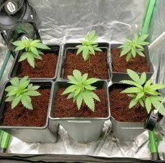 Germi 7j + Cro j20