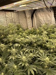 Gelato scrog 3 plant week 5