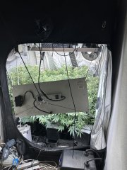 Gelato scrog 3 plant week 5