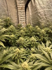 Gelato scrog 3 plant week 5