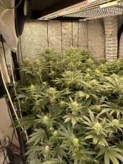 Gelato scrog 3 plant week 5