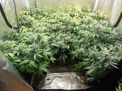 1er soilmix indoor Cheese clone