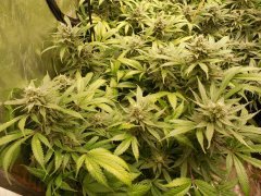 1er soilmix indoor Cheese clone