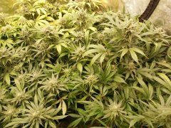 1er soilmix indoor Cheese clone