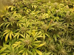 1er soilmix indoor Cheese clone