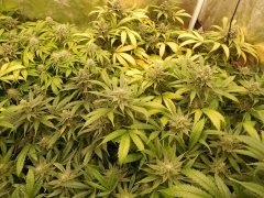 1er soilmix indoor Cheese clone