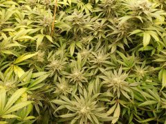 1er soilmix indoor Cheese clone