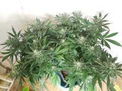 1er soilmix indoor Cheese clone