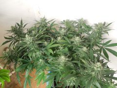 1er soilmix indoor Cheese clone
