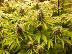 Sour Ananas - Karma Genetics