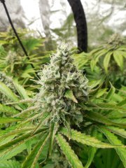 Sour Ananas - Karma Genetics
