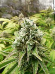 Sour Ananas - Karma Genetics