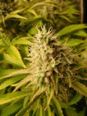 Sour Ananas - Karma Genetics