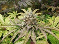 Sour Ananas - Karma Genetics