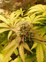 Sour Ananas - Karma Genetics