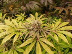 Sour Ananas - Karma Genetics