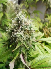 Gelatini - Karma Genetics