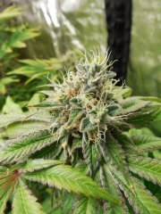 Gelatini - Karma Genetics