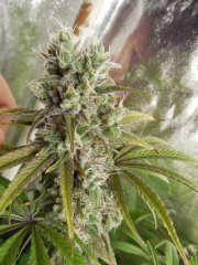 Outlaw Cookies - Fresh coast seed co