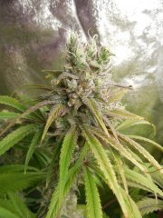 Outlaw Cookies - Fresh Coast Seed Co
