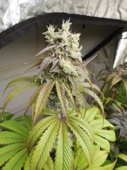 Outlaw Cookies - Fresh Coast Seed Co