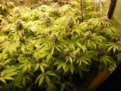 Réunion de famille Karma Genetics