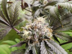 Black Banana F2 - Solfire Gardens