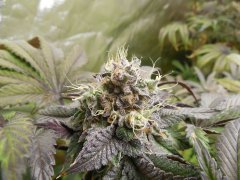 Black Banana F2 - Solfire Gardens