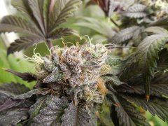 Black Banana F2 - Solfire Gardens