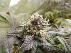 Black Banana F2 - Solfire Gardens