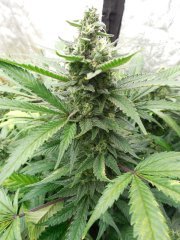 Cheese Clone Soilmix 42 jours de 12/12