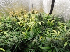 Box cheese soil mix 60 jours de 12/12