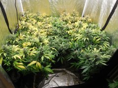 Box cheese soil mix 60 jours de 12/12