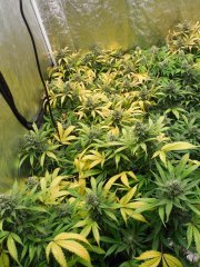 Box cheese soil mix 60 jours de 12/12