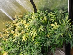 Box cheese soil mix 60 jours de 12/12