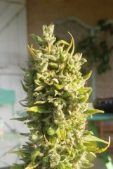 Og18bcut