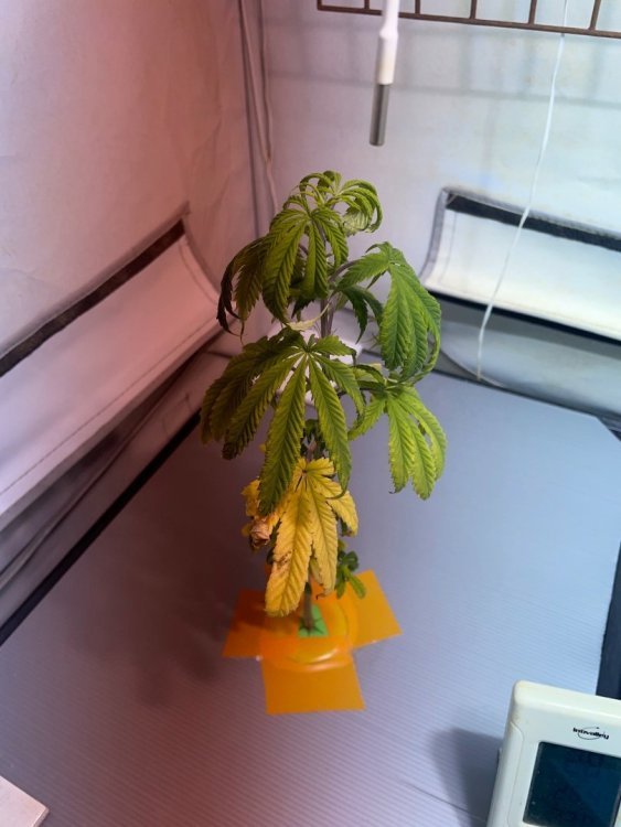 1035525232_Image(2).thumb.jpeg.24d010b270381061963f3532370e4daf.jpeg