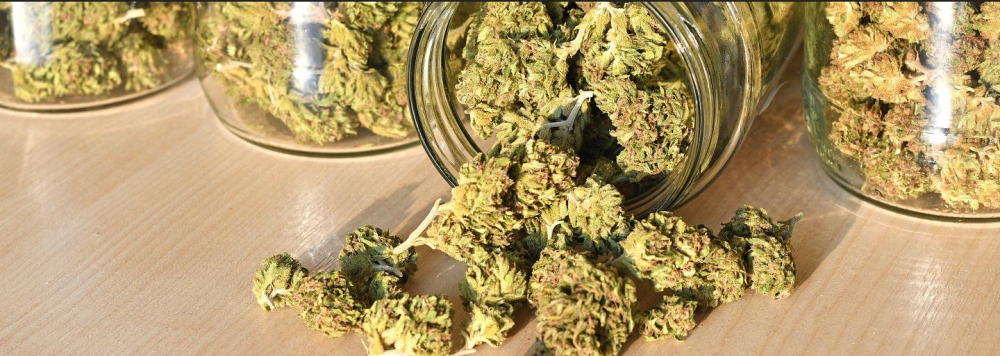 CBD : Annulation de l’arrêté interdisant la vente des fleurs et feuilles de cannabis sans propriétés stupéfiantes