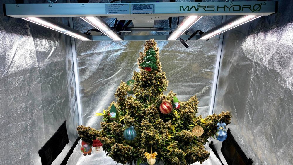 FCE3000-r@trp3025-Samsquanch-OG-x-Forum-Stomper-Day-85,-hoping-for-a-half-pound-harvest-in-a-3-gallon-pot-using-soil.jpg