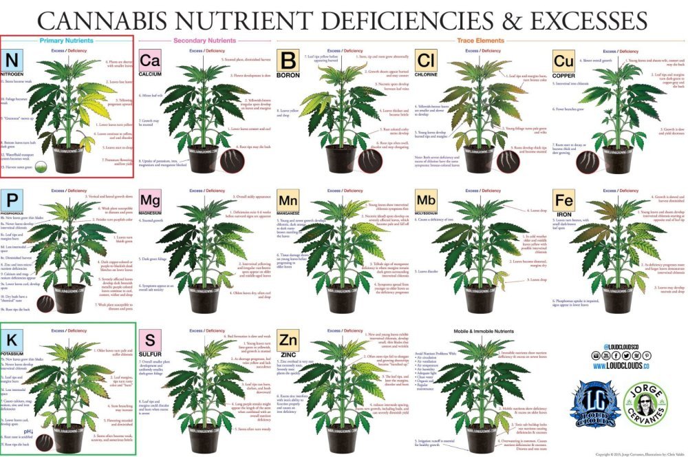 marijuana-deficiency-chart-jorge-cervantes.thumb.jpg.4c7e00552b30d5d1e3f996220d5c72ca.jpg