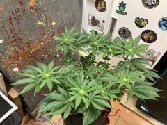 07BC729B-0790-49FA-8215-0D8FD656D648.jpeg