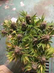 Shiva Skunk