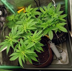 c55/f8