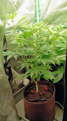 F19 wifi 43 somango querkle